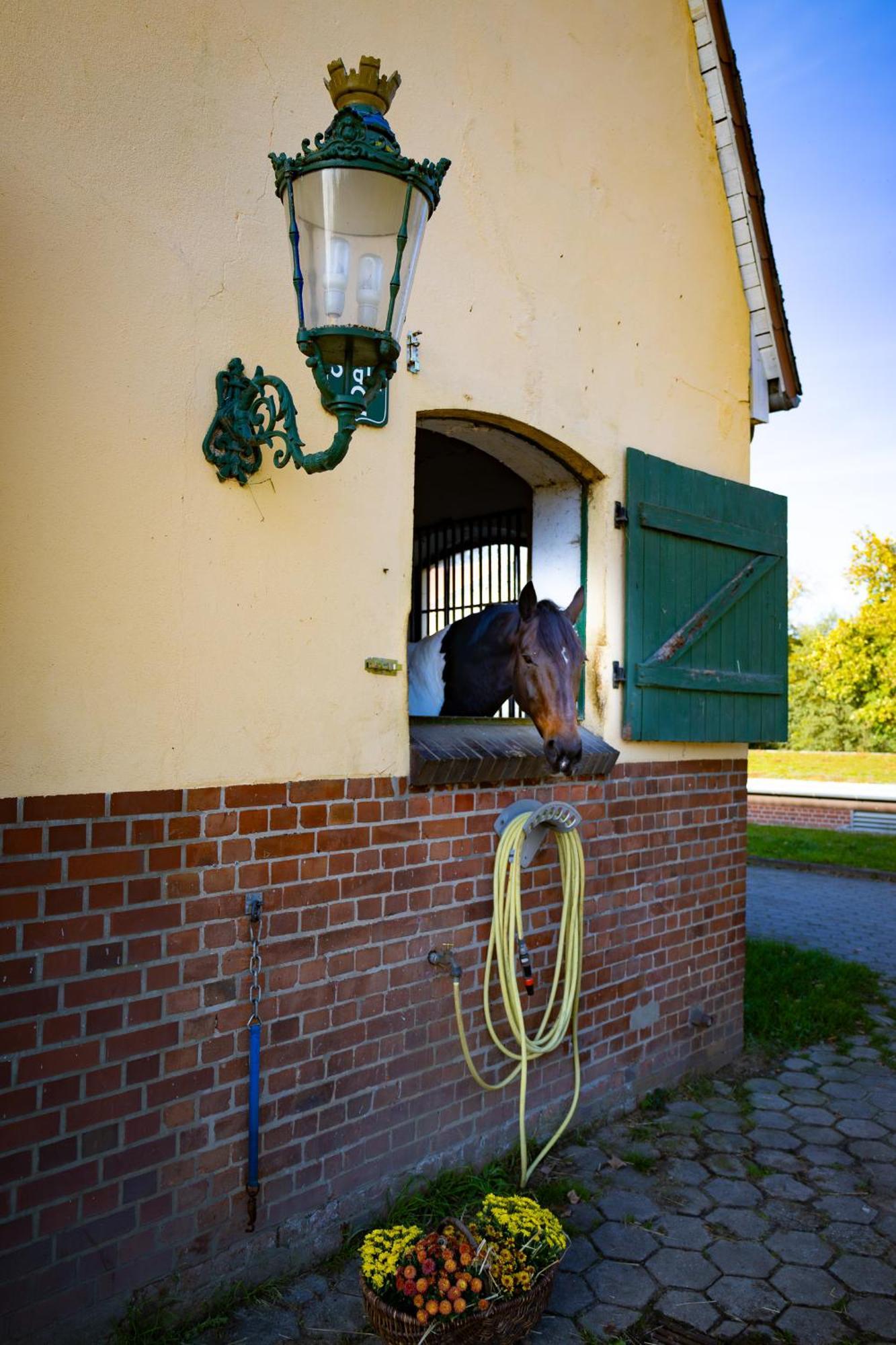 Vierhofen Fewo Mit Pferdeboxen, Paddock Und Weide In Der Lueneburger Heide 아파트 외부 사진